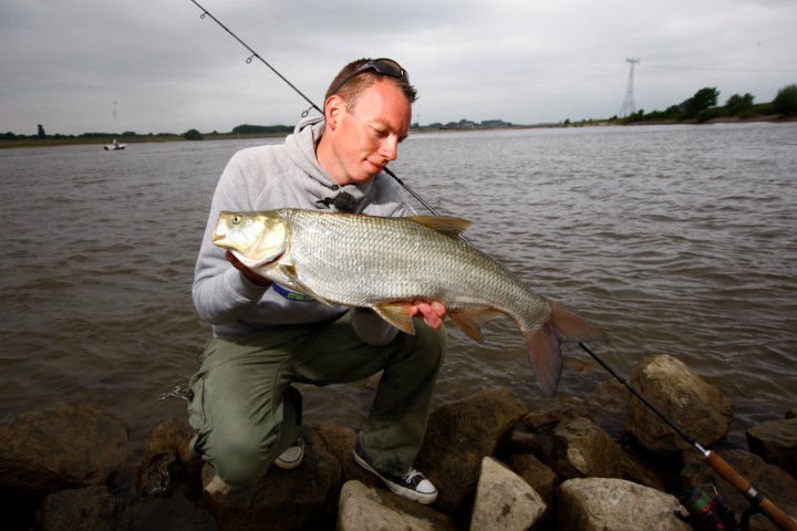 Asp caught in the river Waal