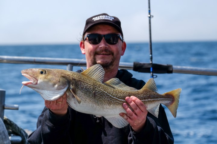 Cod caught from a boat