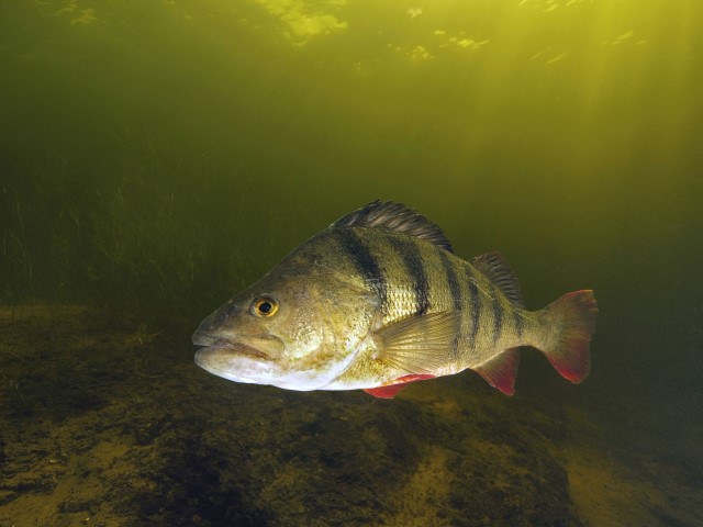 Underwater picture of a big perch