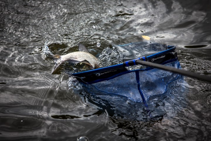 A bream is being landed