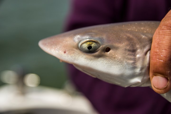 Characteristic smoothhounds head