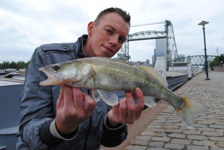 Snoekbaars uit Rotterdam