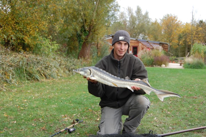 Stör aus dem Teich