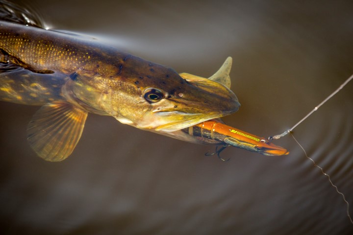 Pike caught on a swimbait