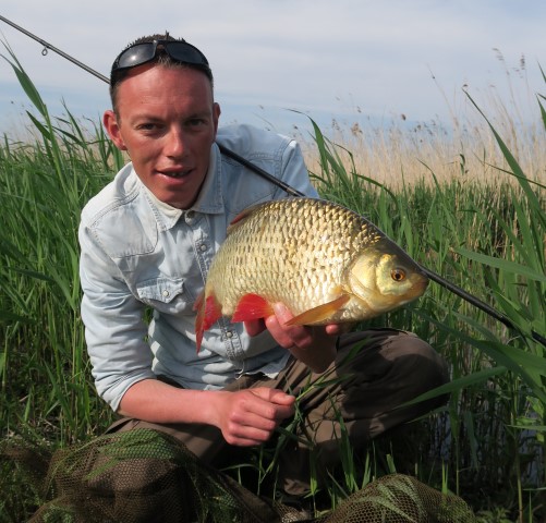 Enorme ruisvoorn uit de polder