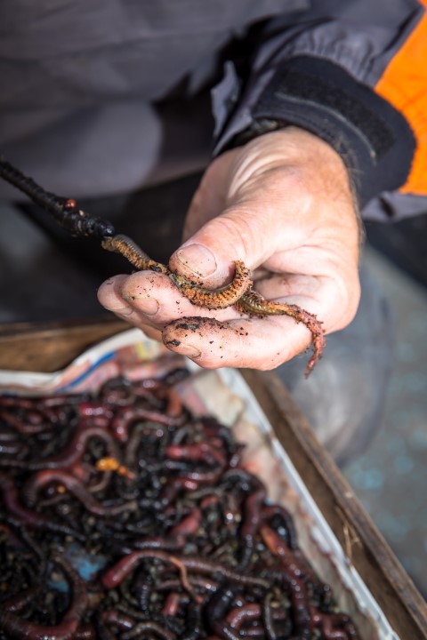 Ragworms are good bait for sea fishing