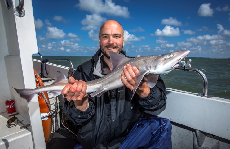 Smoothhound shark caught from a boat