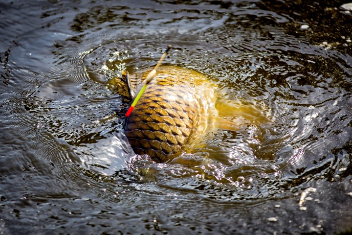 Carp caught using a float