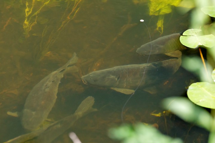 Surface fishing for carp
