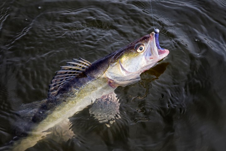 Snoekbaars klaar om geland te worden