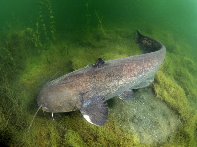 Underwater picture of a catfish