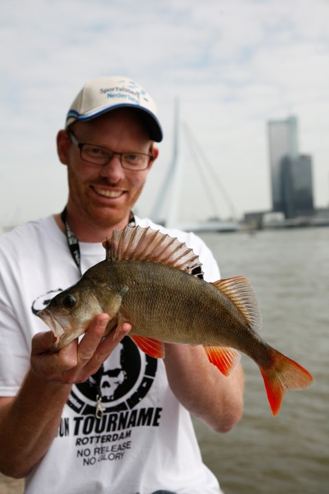 Nice perch caught in the middle of Rotterdam
