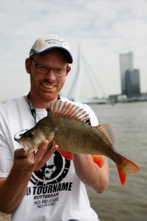 Schöner Barsch auf Rotterdam