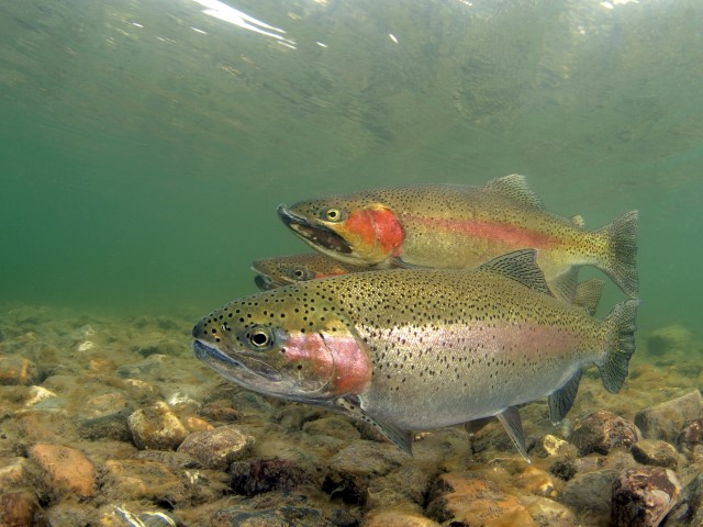 Some rainbow trouts in the Oostvoornse Meer