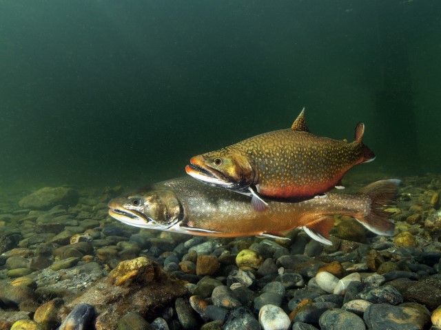 Brook trout in the Oostvoornse Meer