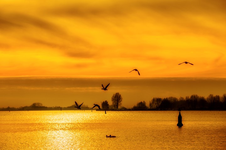 Ganzen vliegen boven het water