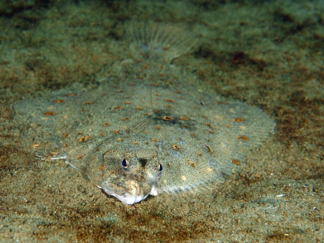 Platvis op een zandbodem
