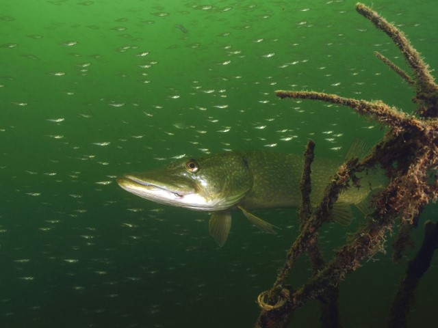 Pike between a school of baitfish