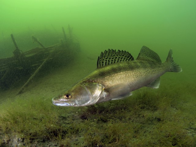 Onderwaterfoto van een snoekbaars