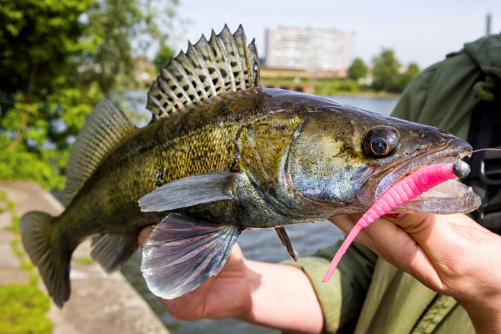 Zander caught on a softbait