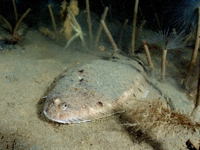 Underwater picture of a sole