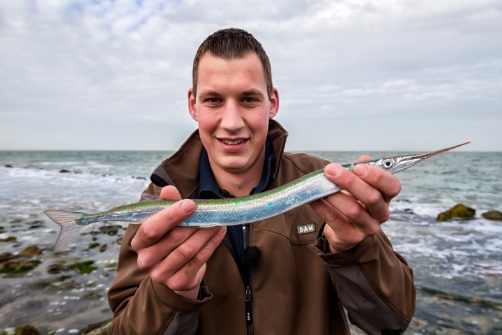 Garfish caught from shore