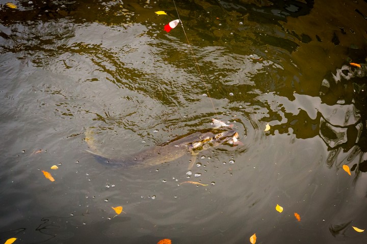 Pike caught on deadbait