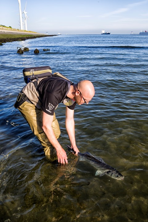 Release van een grote zeebaars