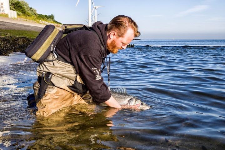 Releasing a seabass