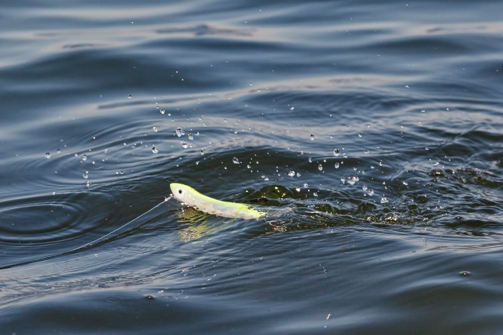 heelal loterij de eerste Zeebaarsvissen in Nederland